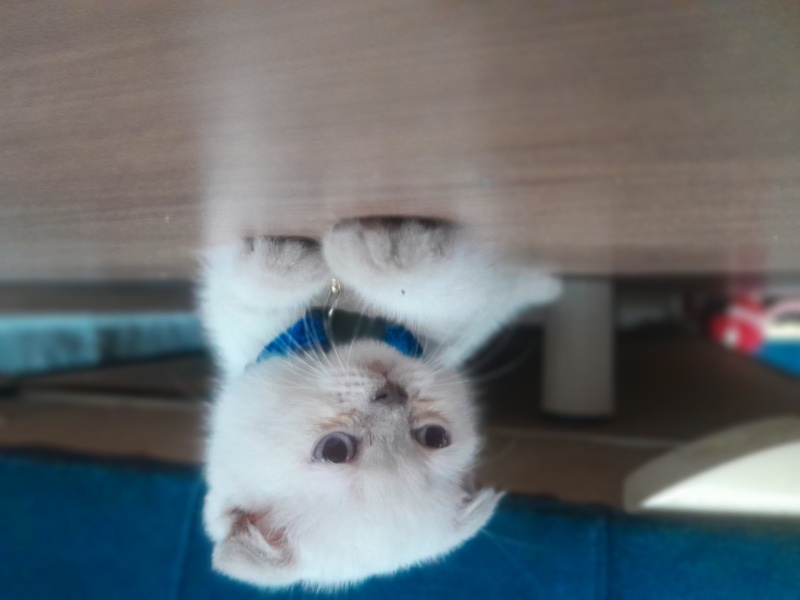 Scottish Fold, Kedi  Kedi fotoğrafı