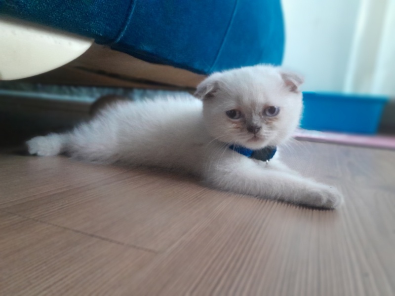 Scottish Fold, Kedi  Kedi fotoğrafı