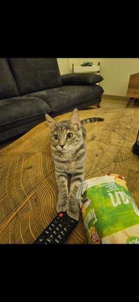 Tekir Kedi, Kedi  Ira fotoğrafı