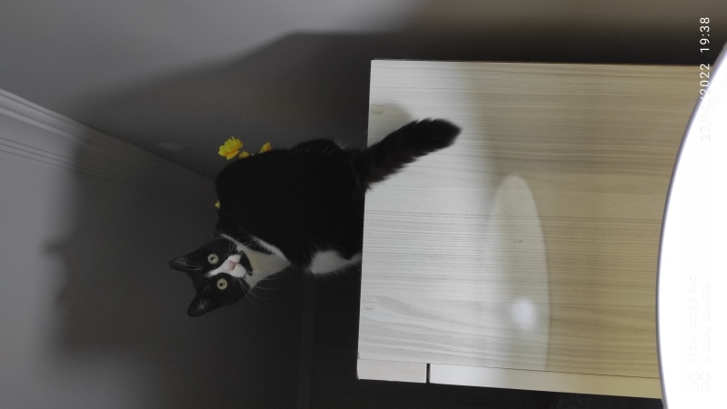 Tekir Kedi, Kedi  Müjgan fotoğrafı