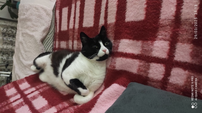 Tekir Kedi, Kedi  Müjgan fotoğrafı