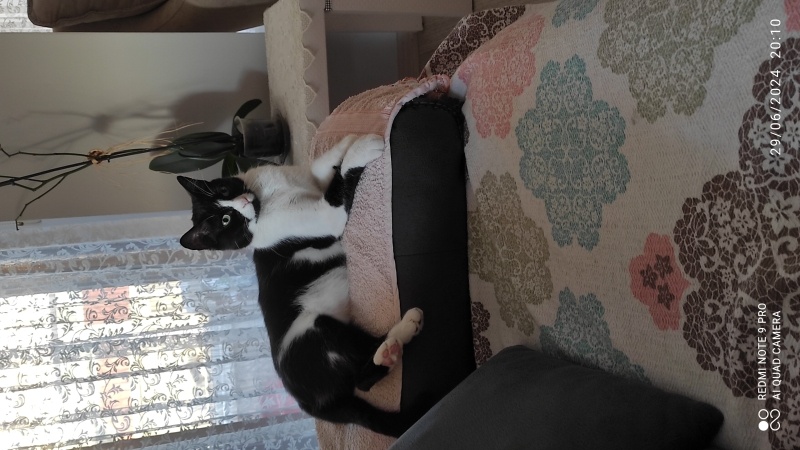 Tekir Kedi, Kedi  Müjgan fotoğrafı