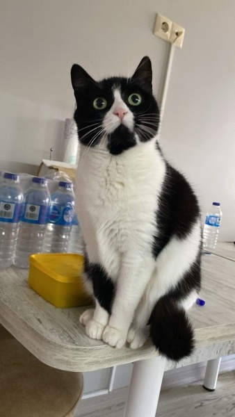 Tekir Kedi, Kedi  Müjgan fotoğrafı