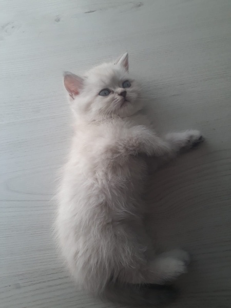 Brazilian Shorthair, Kedi  NOVA fotoğrafı