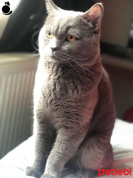 British Shorthair, Kedi  Leo fotoğrafı