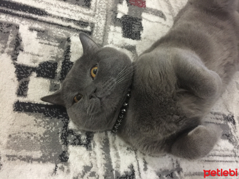 British Shorthair, Kedi  Leo fotoğrafı