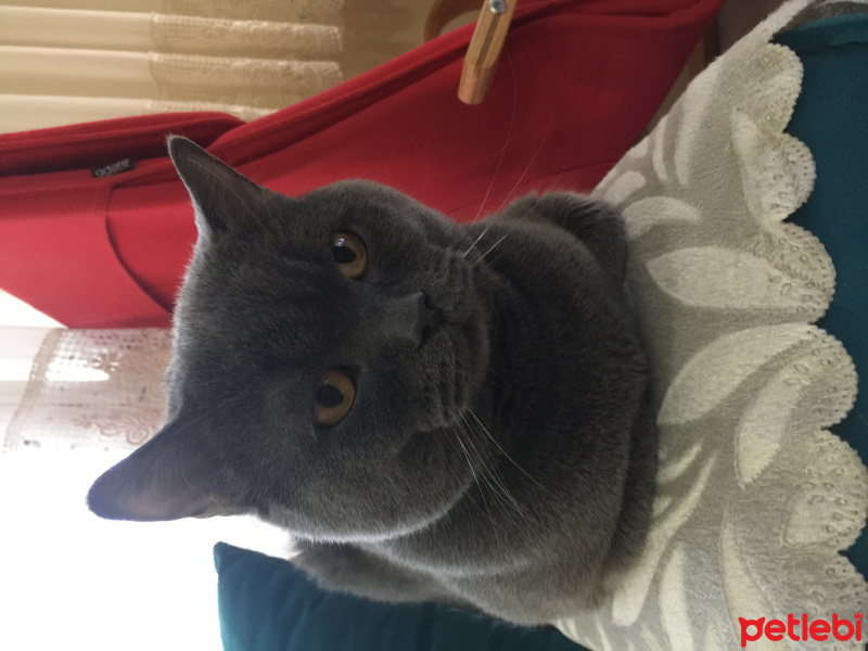 British Shorthair, Kedi  Leo fotoğrafı