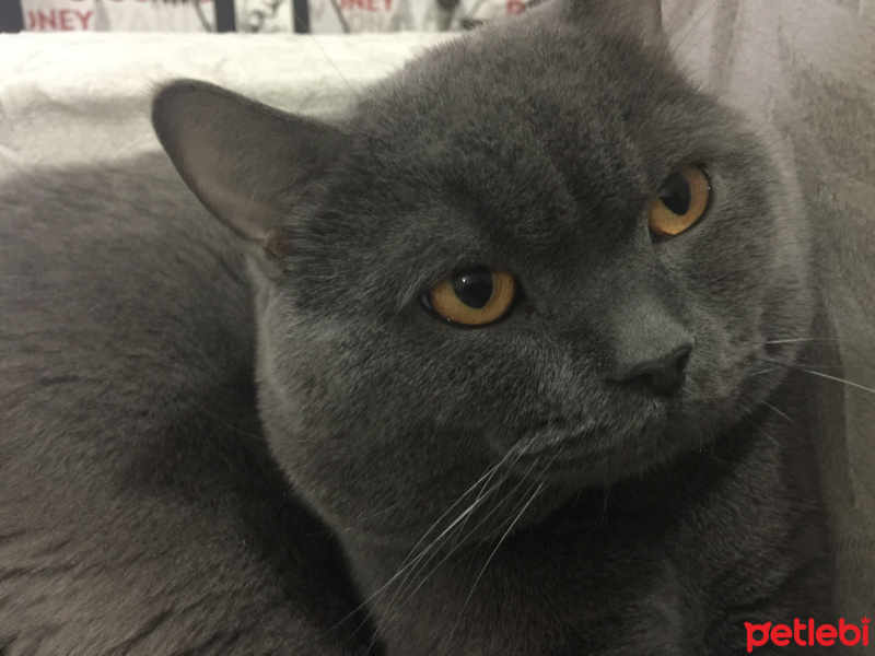 British Shorthair, Kedi  Leo fotoğrafı