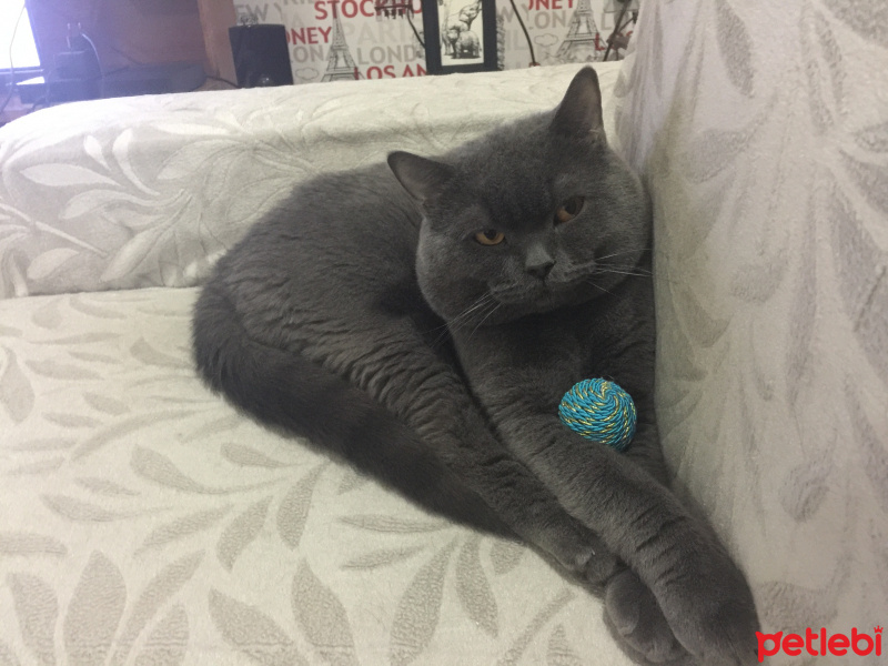 British Shorthair, Kedi  Leo fotoğrafı