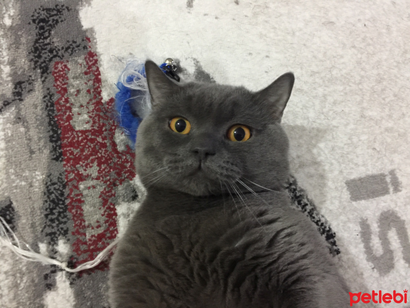 British Shorthair, Kedi  Leo fotoğrafı