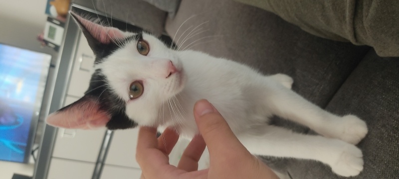 Tekir Kedi, Kedi  Güneş fotoğrafı