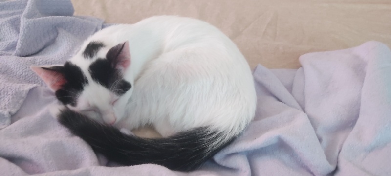 Tekir Kedi, Kedi  Güneş fotoğrafı