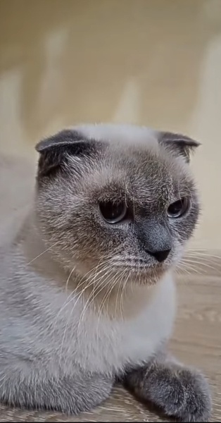 Scottish Fold, Kedi  Lio fotoğrafı