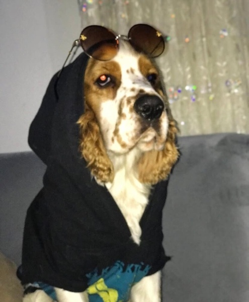 Amerikan Cocker Spaniel, Köpek  Pablo fotoğrafı