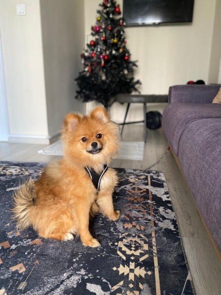 Pomeranyalı, Köpek  Kuki fotoğrafı
