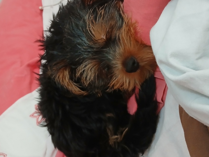 Yorkshire Terrier, Köpek  Boby fotoğrafı