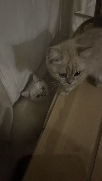 British Shorthair, Kedi  odi ve osi fotoğrafı