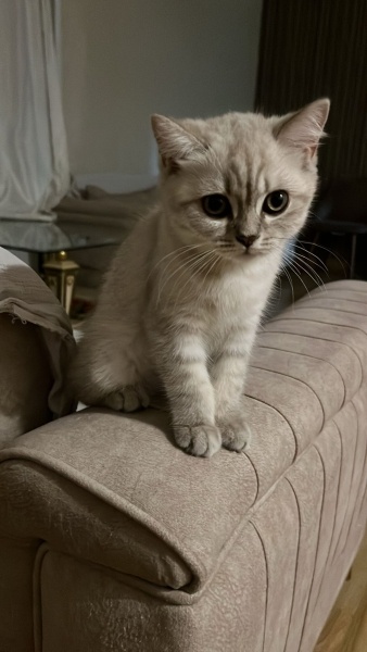 British Shorthair, Kedi  odi ve osi fotoğrafı