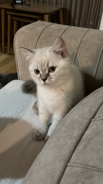British Shorthair, Kedi  odi ve osi fotoğrafı