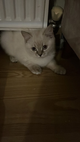 British Shorthair, Kedi  odi ve osi fotoğrafı