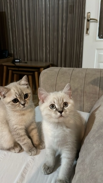British Shorthair, Kedi  odi ve osi fotoğrafı