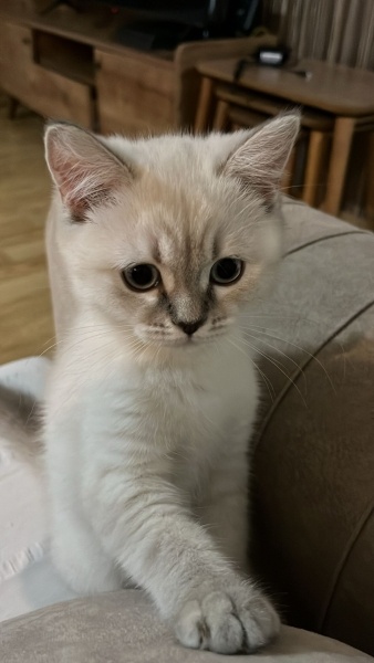 British Shorthair, Kedi  odi ve osi fotoğrafı