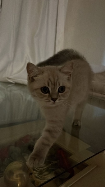 British Shorthair, Kedi  odi ve osi fotoğrafı