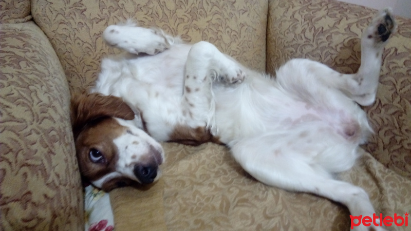 King Charles Spaniel, Köpek  Tarçın19 fotoğrafı