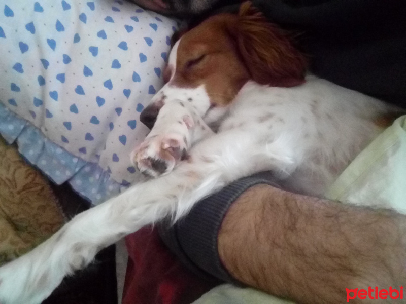 King Charles Spaniel, Köpek  Tarçın19 fotoğrafı