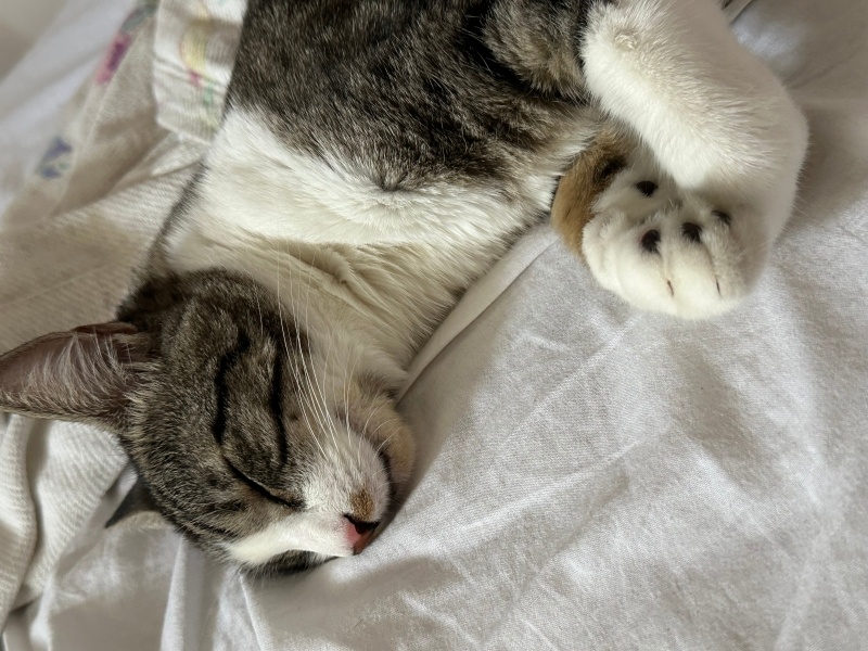 Tekir Kedi, Kedi  Zibidi fotoğrafı