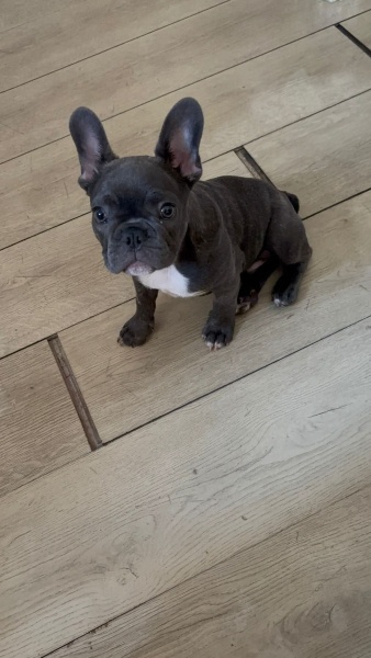 Fransız Bulldog, Köpek  Buddy fotoğrafı
