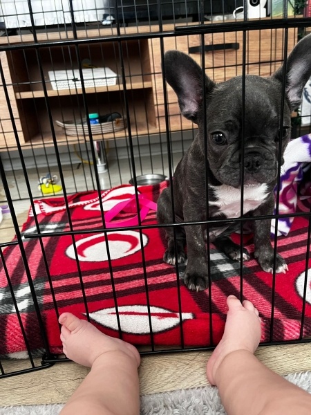 Fransız Bulldog, Köpek  Buddy fotoğrafı
