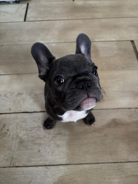 Fransız Bulldog, Köpek  Buddy fotoğrafı
