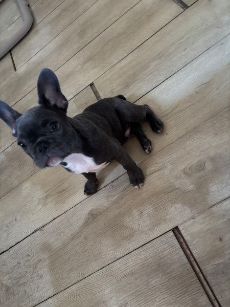 Fransız Bulldog, Köpek  Buddy fotoğrafı