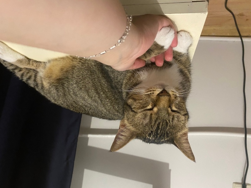 Tekir Kedi, Kedi  Çilek fotoğrafı