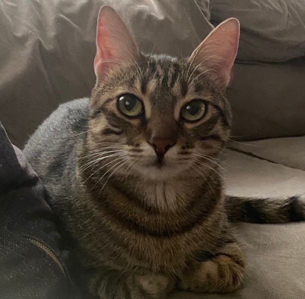 Tekir Kedi, Kedi  Mila fotoğrafı