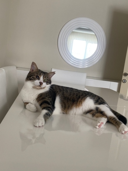 Tekir Kedi, Kedi  şukufe fotoğrafı