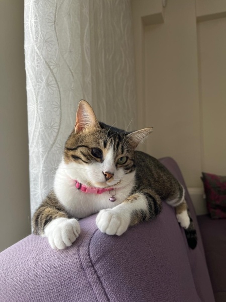 Tekir Kedi, Kedi  şukufe fotoğrafı