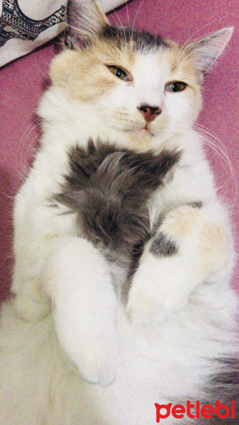 Soke, Kedi  Prenses fotoğrafı
