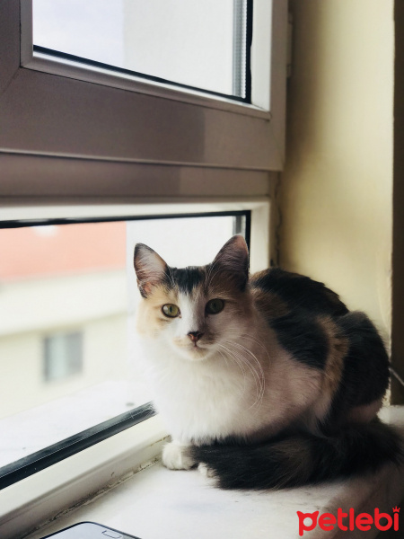 Soke, Kedi  Prenses fotoğrafı
