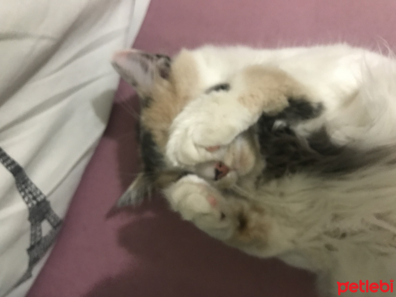Soke, Kedi  Prenses fotoğrafı