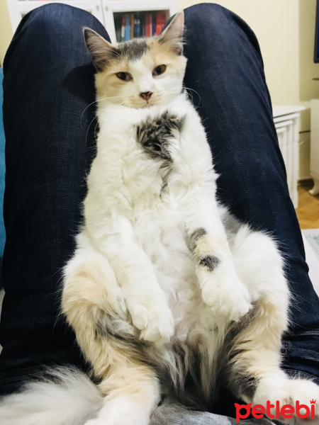 Soke, Kedi  Prenses fotoğrafı