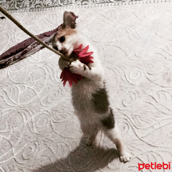 Soke, Kedi  Prenses fotoğrafı