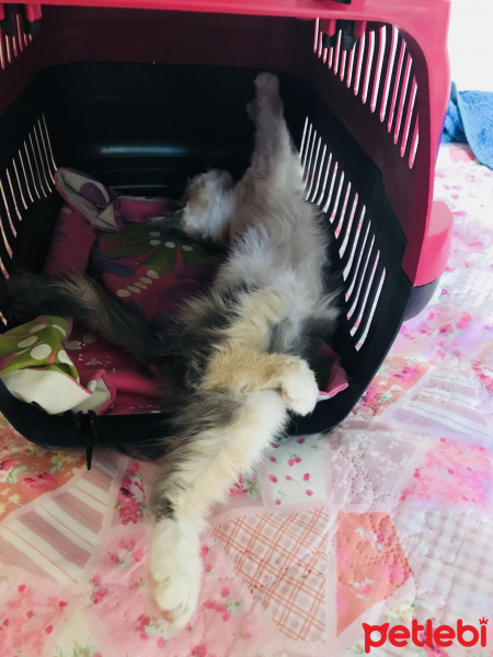 Soke, Kedi  Prenses fotoğrafı