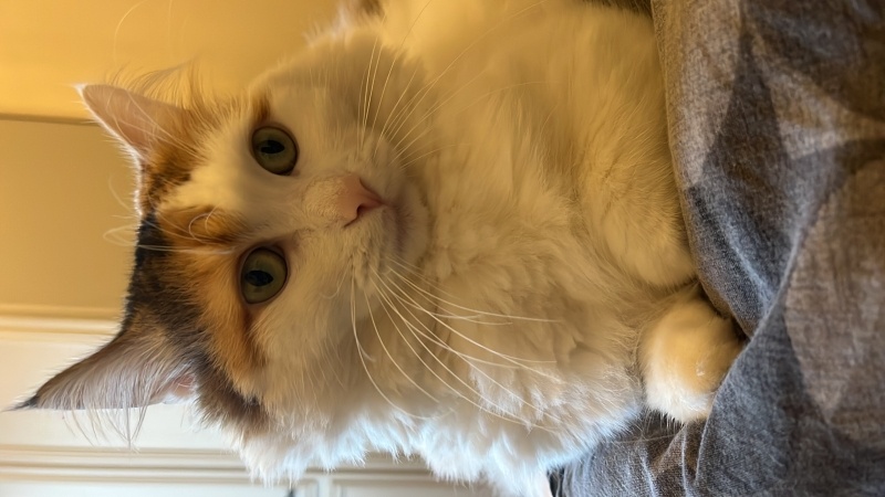 Tekir Kedi, Kedi  Pamuk fotoğrafı