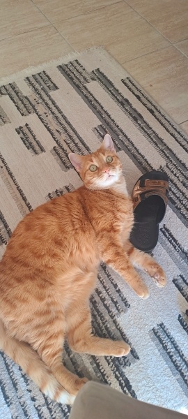 Tekir Kedi, Kedi  Tarçın fotoğrafı