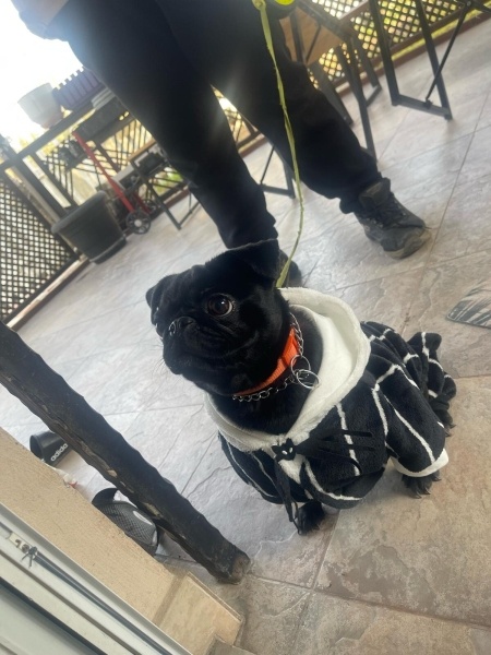 Pug, Köpek  Bella fotoğrafı