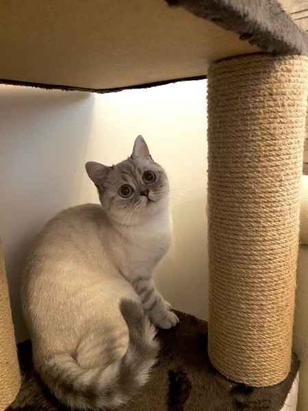 British Shorthair, Kedi  Ahu fotoğrafı