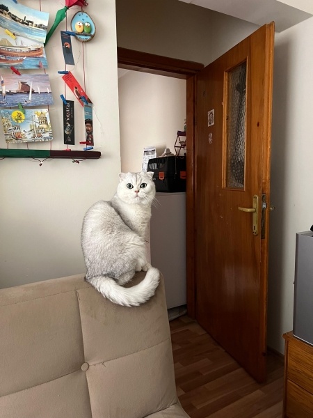 Scottish Fold, Kedi  Turşu fotoğrafı