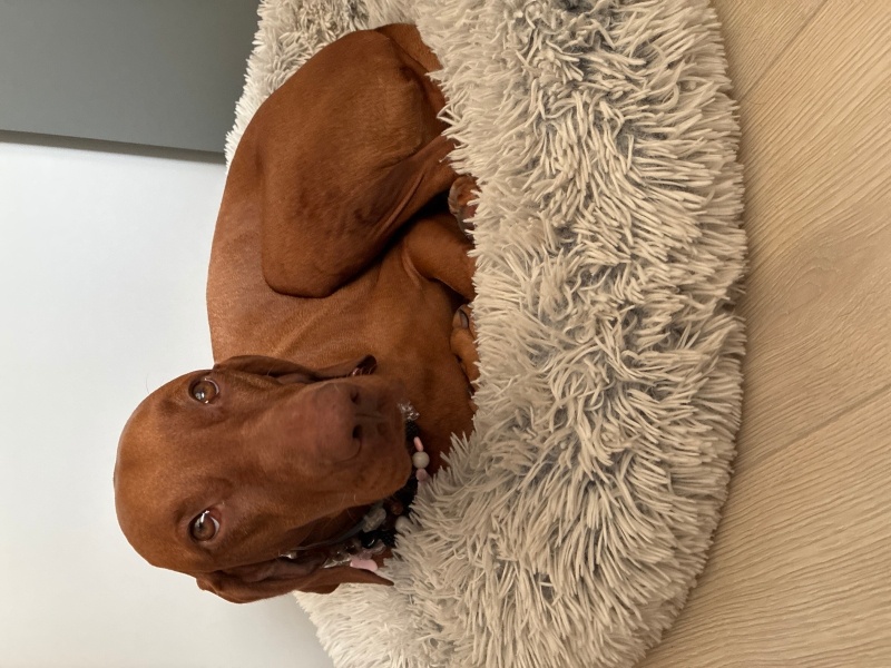 Vizsla, Köpek  Tiara fotoğrafı